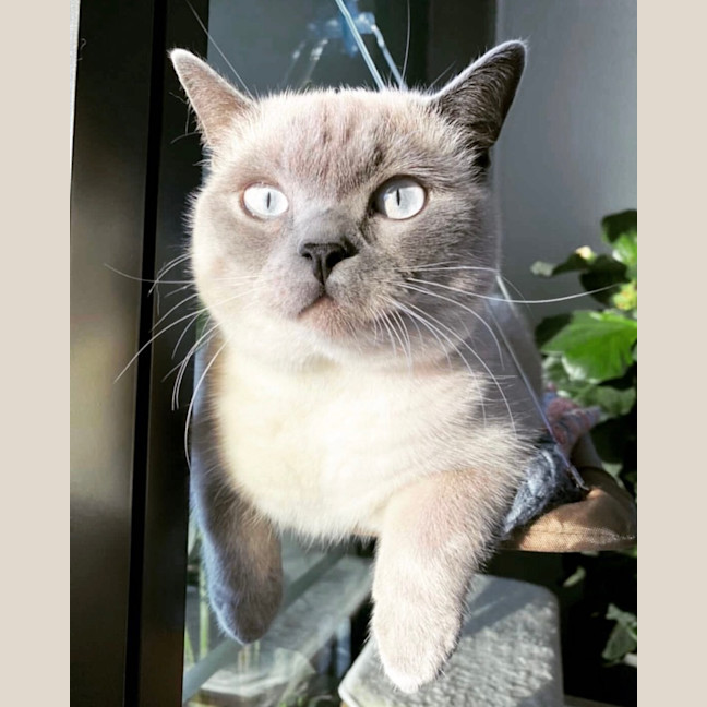 Photo of Ollie & Kobe