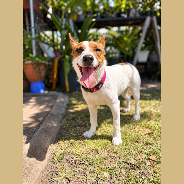 Photo of Rusty
