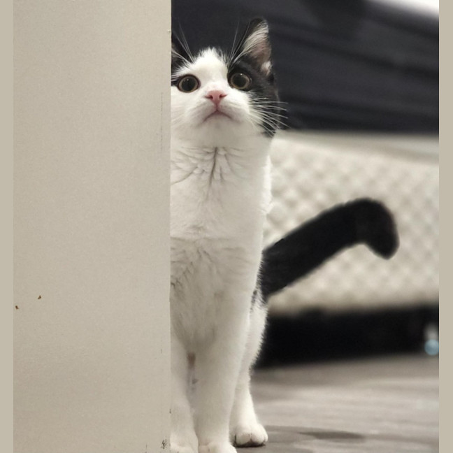 Photo of Sponge   Located In Avondale Heights