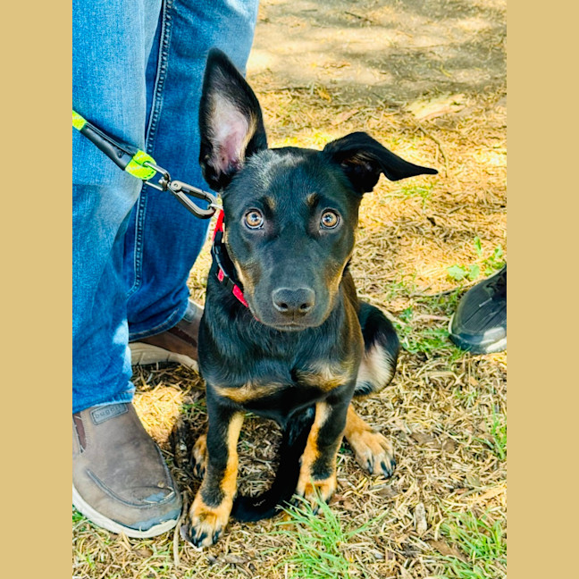 Photo of Bindi