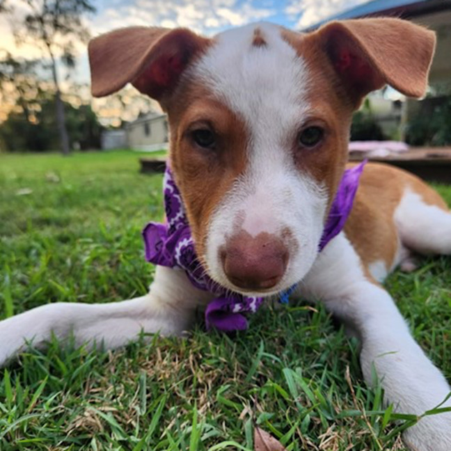 Photo of Drover 