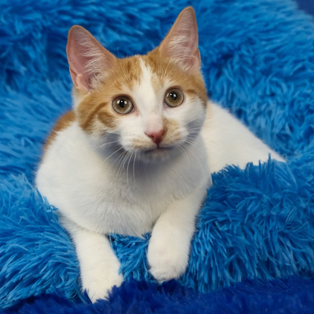 Photo of George Weasley