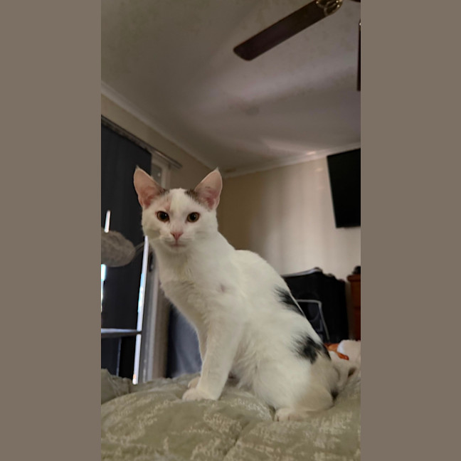 Photo of Coconut