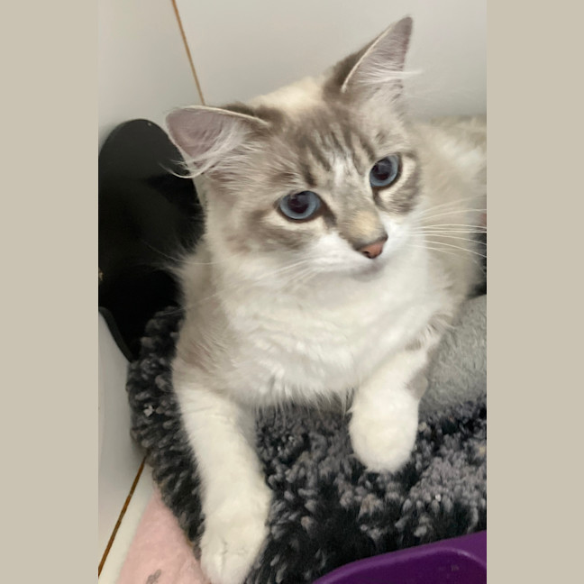 Photo of Violet