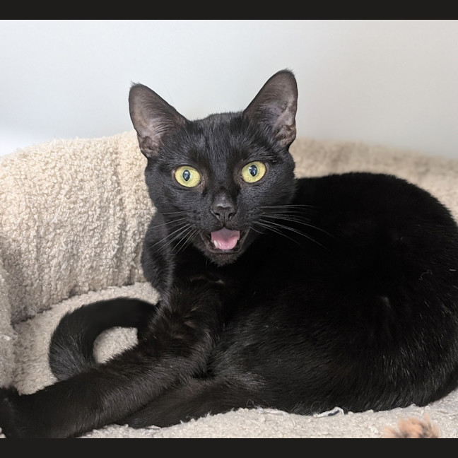 Photo of Shadow