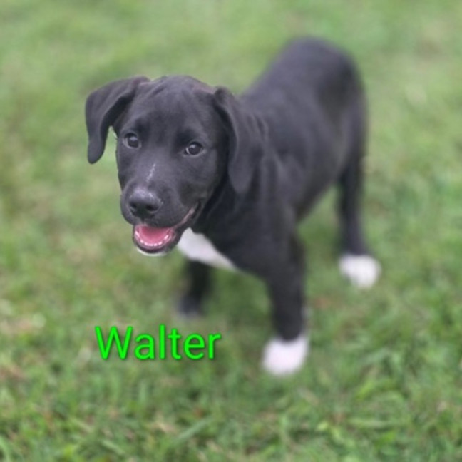 Photo of Walter