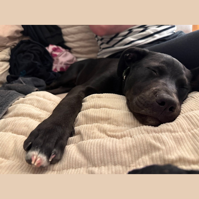 Photo of Sadie