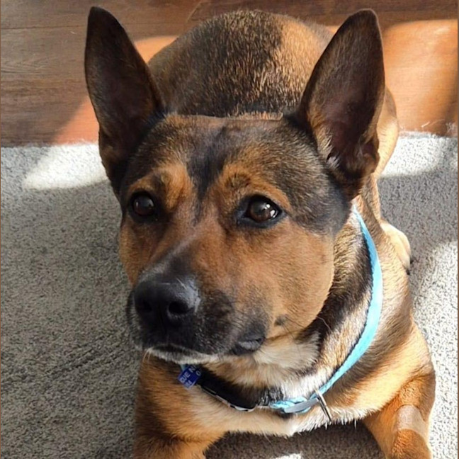 Photo of Ash   3 Year Old Kelpie X (Trial)