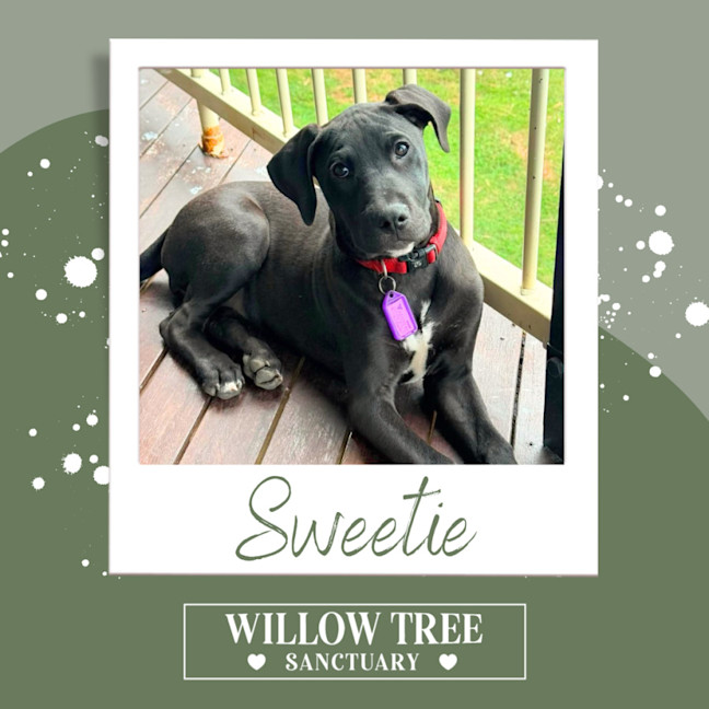 Photo of Sweetie