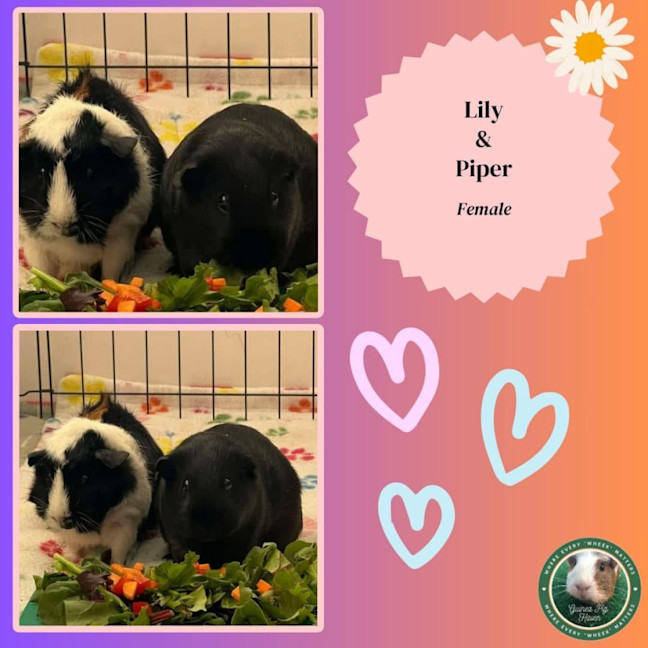 Photo of Lily & Piper