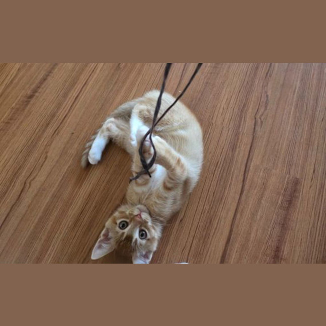 Photo of Peanut