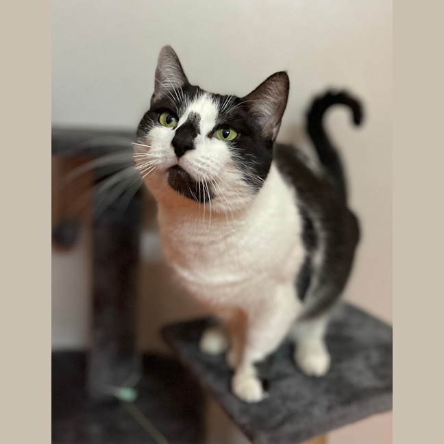 Photo of Magpie