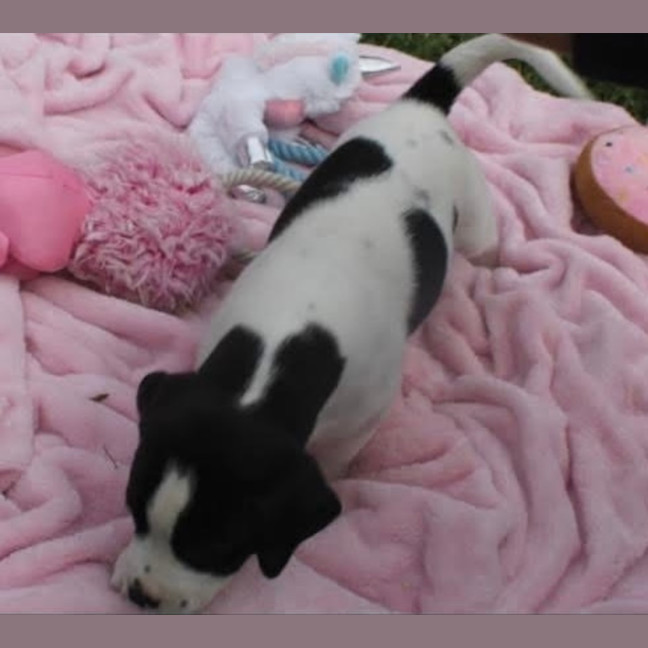 Photo of Marshmallow