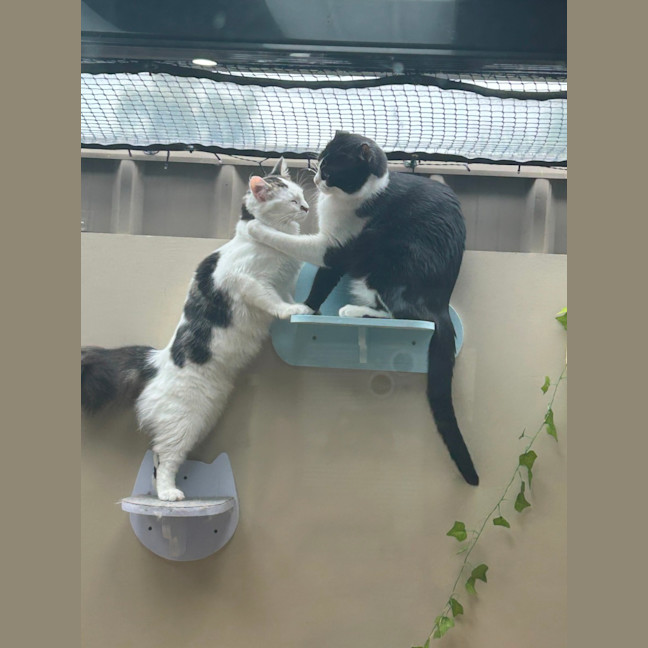 Photo of Tinkerbell (And Silvermist)