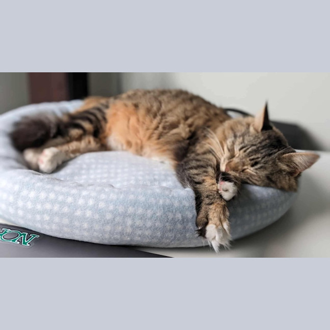 Photo of Jupiter 🩷