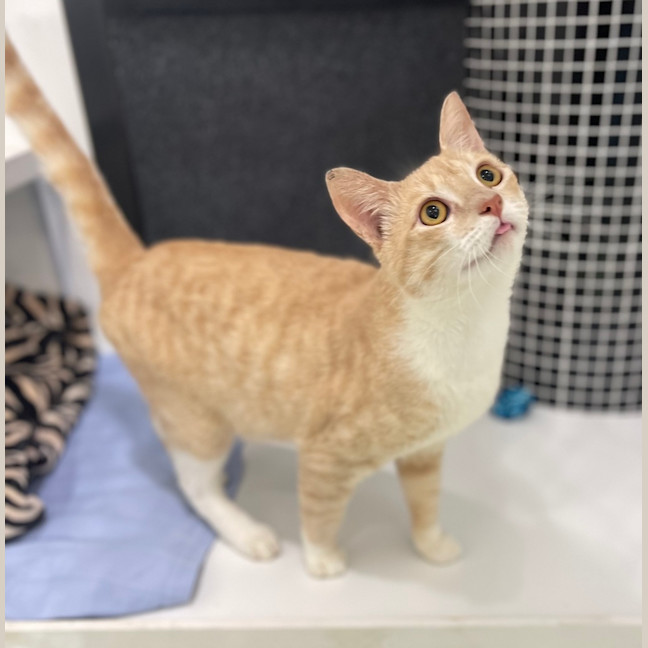 Photo of Big Boy