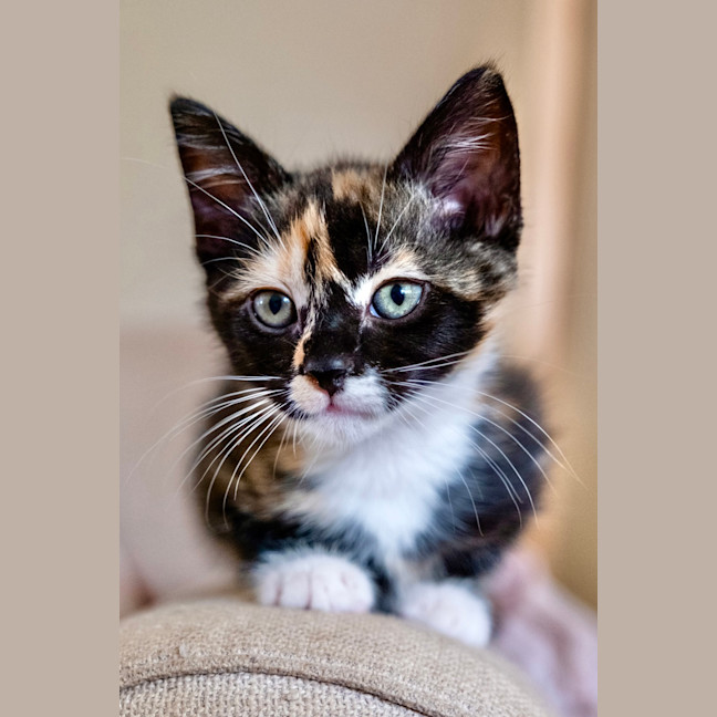 Photo of Cece