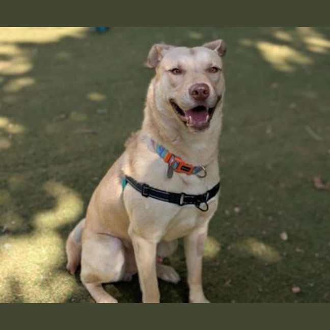 Photo of Bimbo