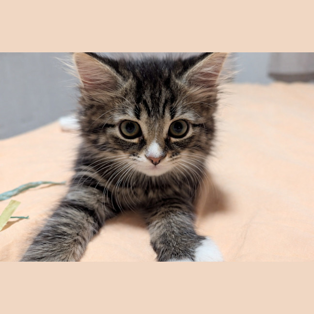 Photo of Evie & Leo   9 Week Old Domestic Short Hair