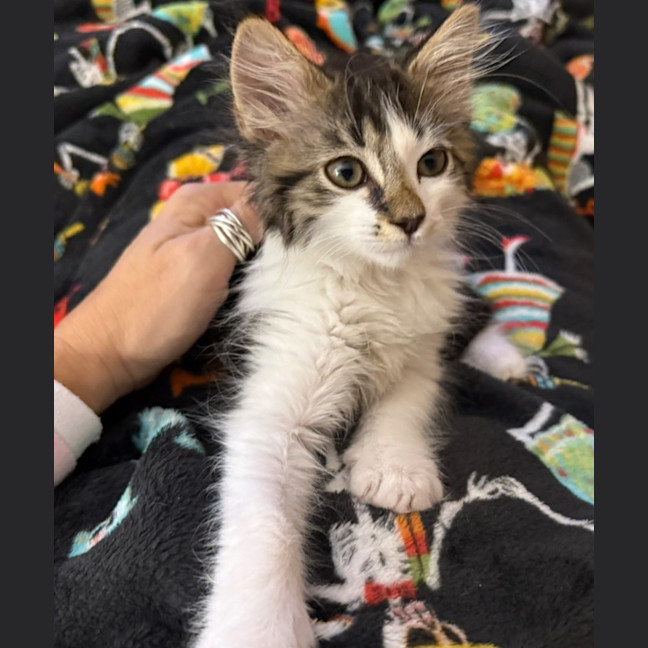 Photo of Mario ** 2nd Chance Cat Rescue**