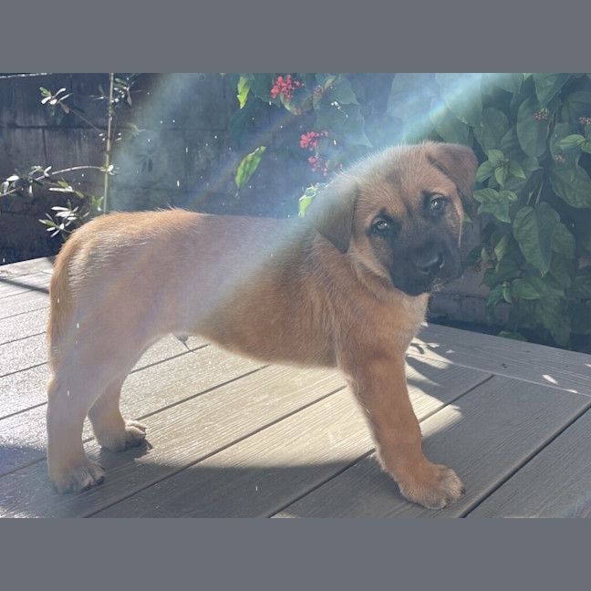 Photo of Mochi