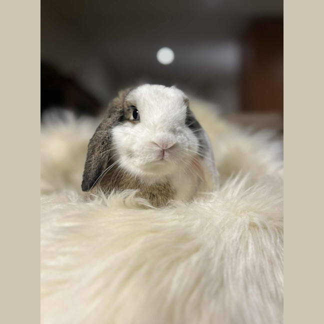 Photo of Daphne 