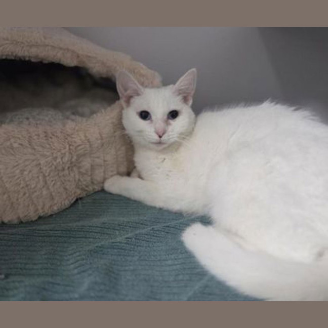 Photo of Kimba