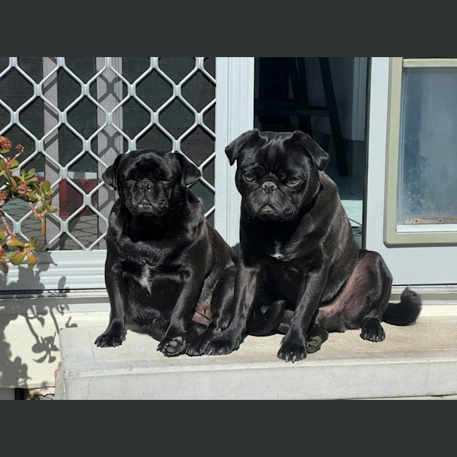 Photo of Burt   2 Year Old Pug