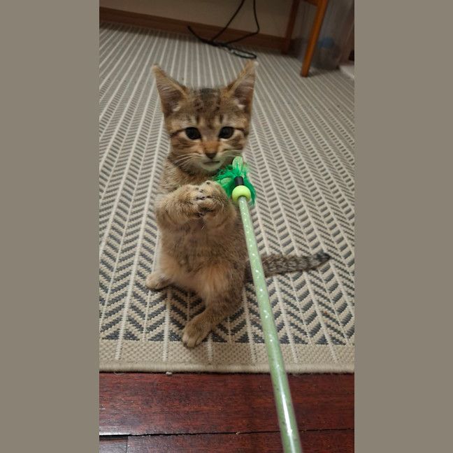 Photo of Paprika