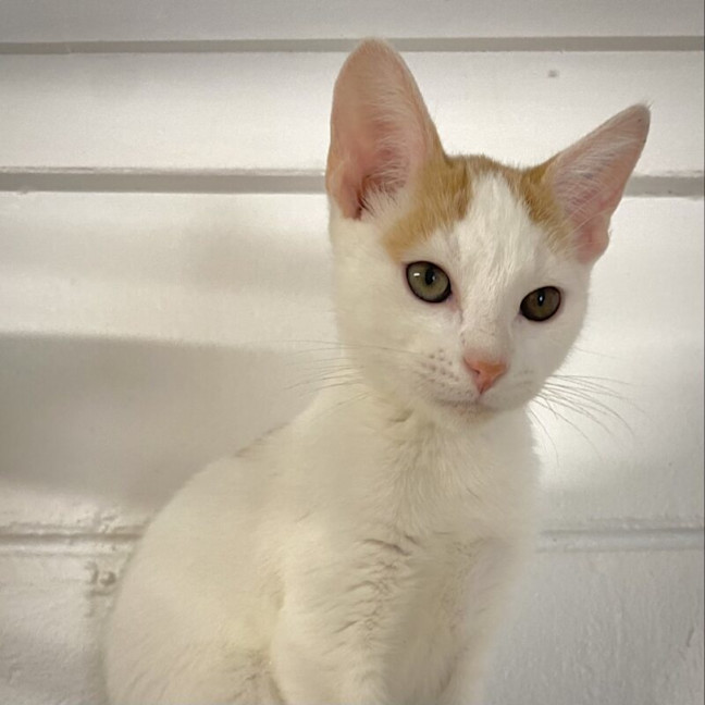 Photo of Chester