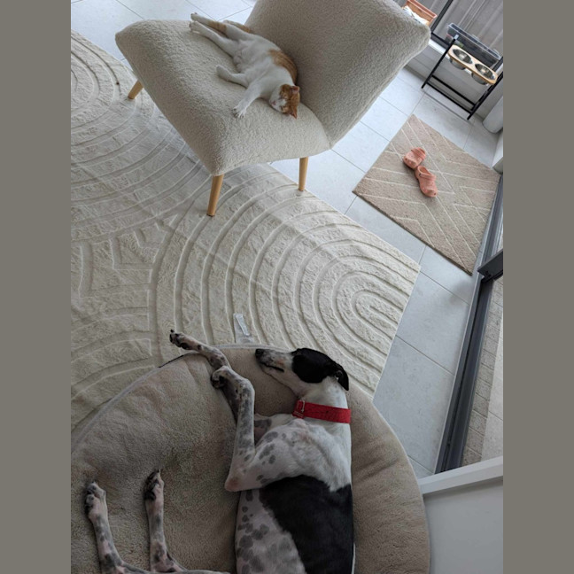 Photo of Harry, The Cat Tolerant Greyhound 