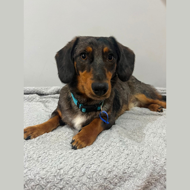 Photo of Slinky   1.5 Year Old Dachshund X Aus Shepherd