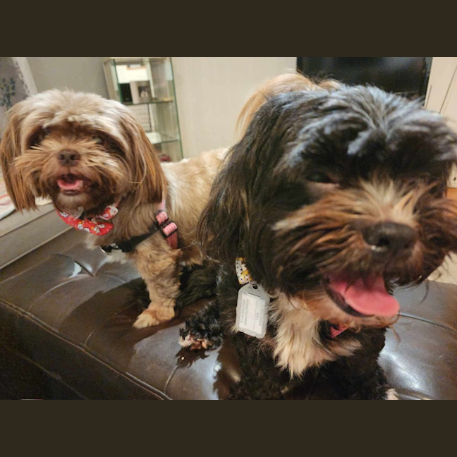 Photo of Nala And Ruby 