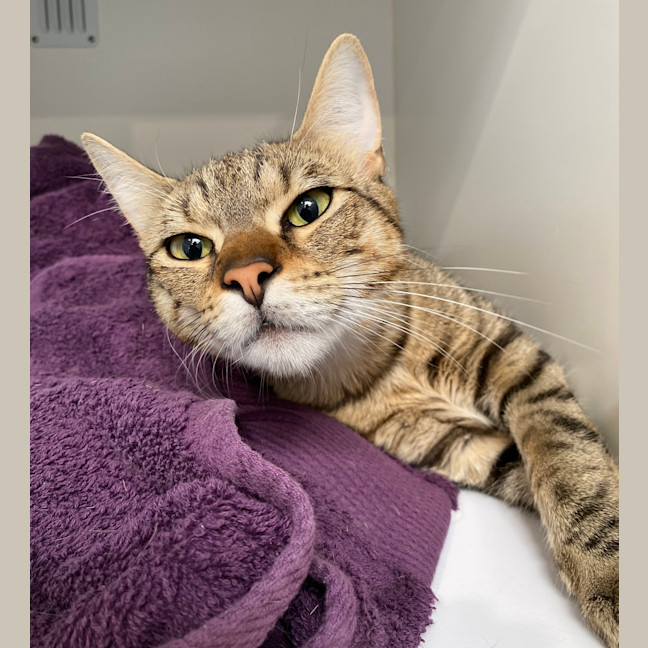 Photo of Smudge