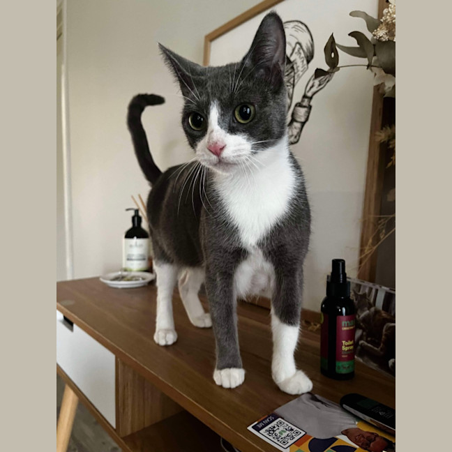 Photo of Ivy & Toothless 