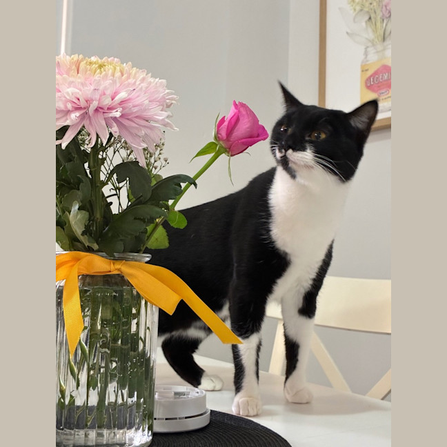 Photo of Baloo