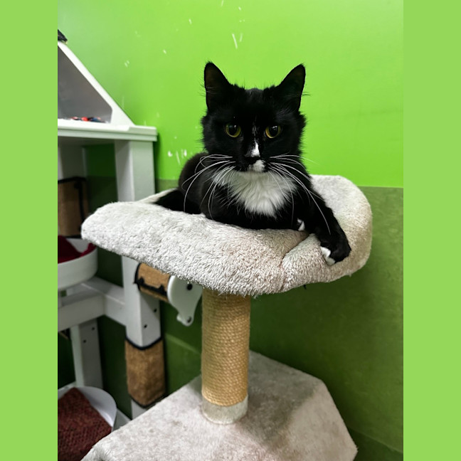 Photo of Sammy Sweetheart