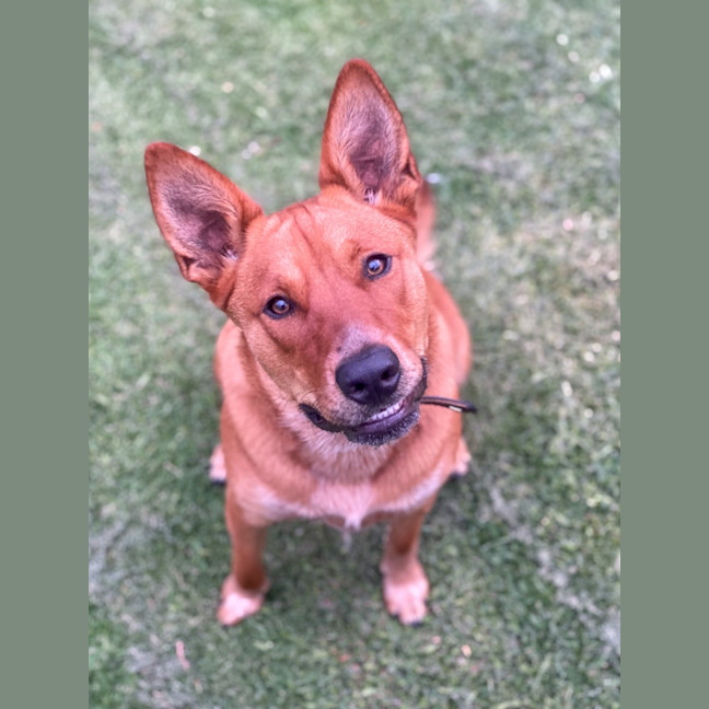Photo of Beau   1 Year Old Cattle Dog X Shepherd (Trial)