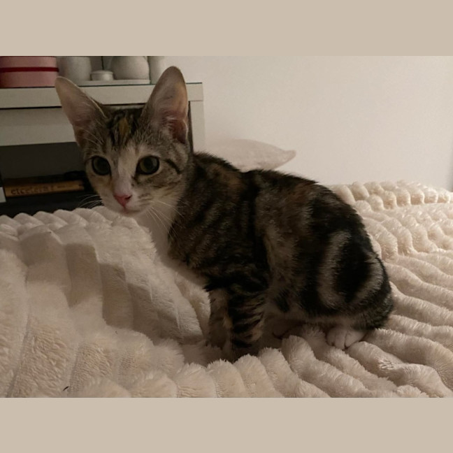 Photo of Tinkabell 
