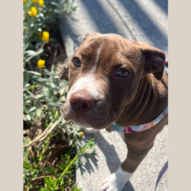 Photo of Yogi Imp 1668