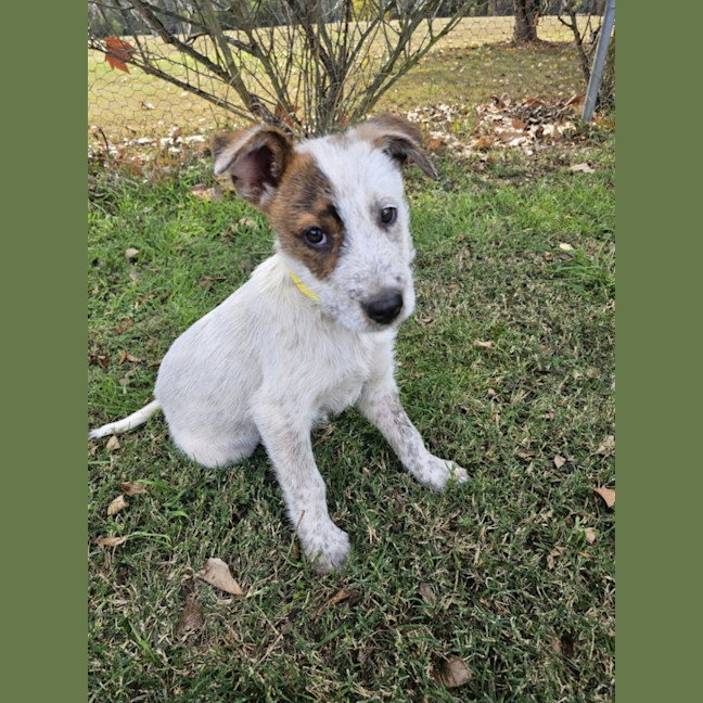 Photo of Wolfie Kids 