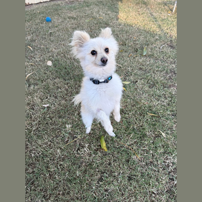 Photo of Herbie