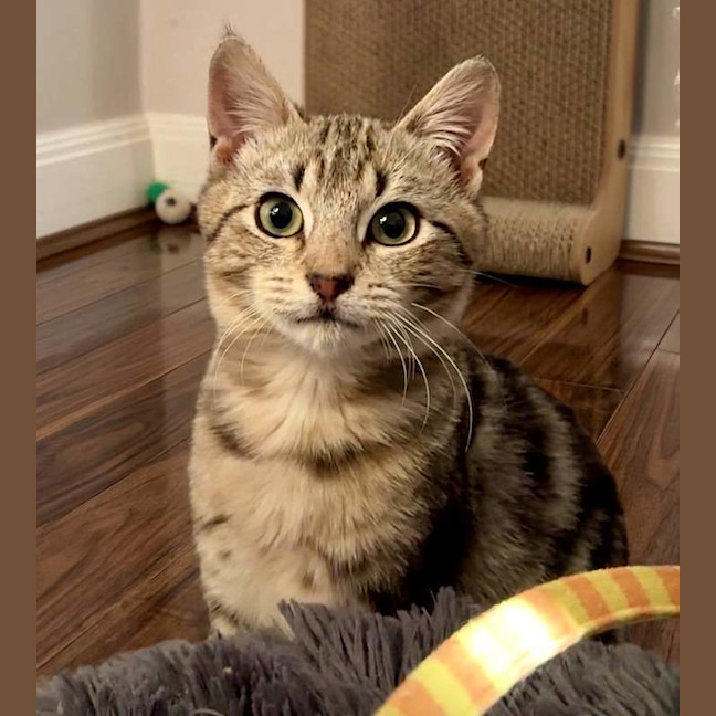 Photo of Puddles