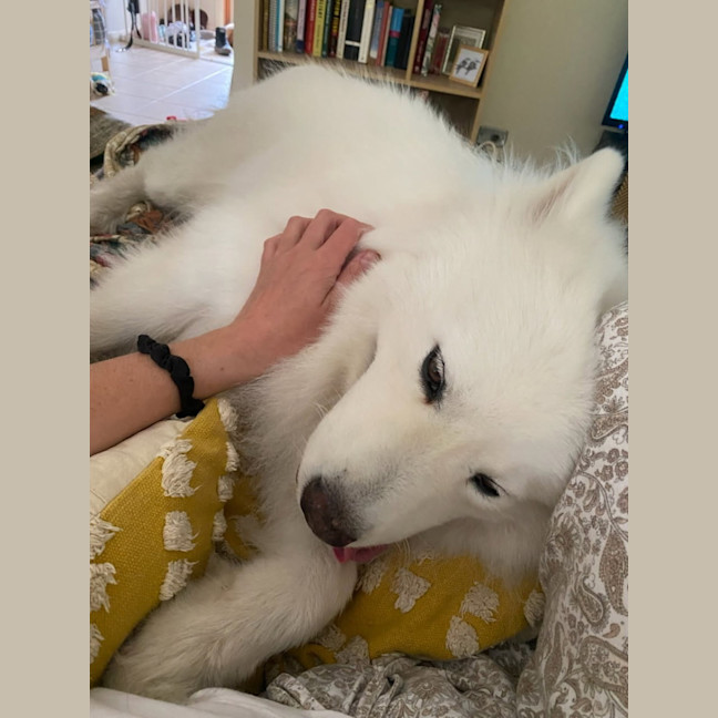 Photo of Loki   5 Year Old Samoyed