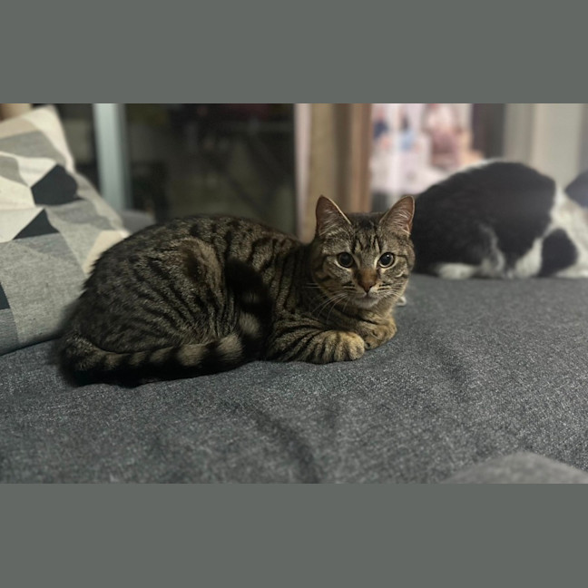 Photo of Forest   Tabby