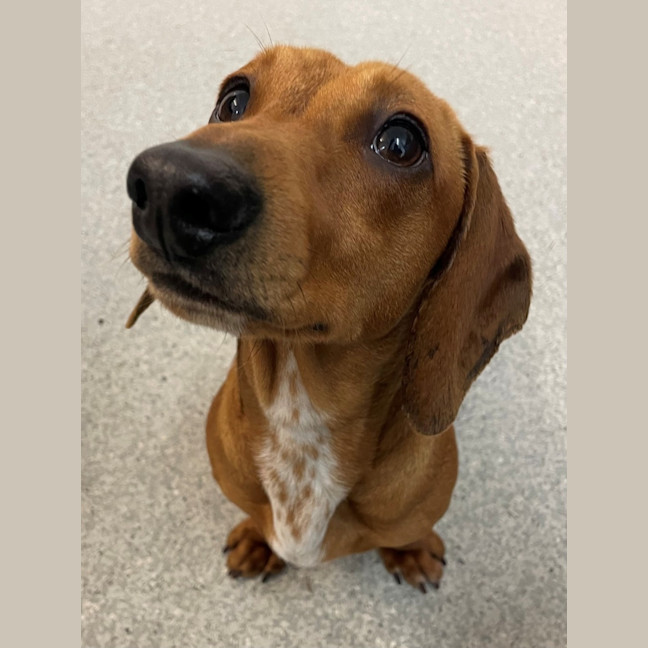 Photo of D1183 Dwayne