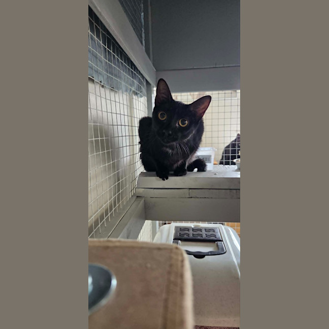 Photo of Purrcival