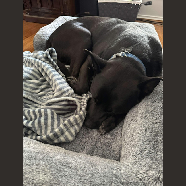 Photo of Tucker