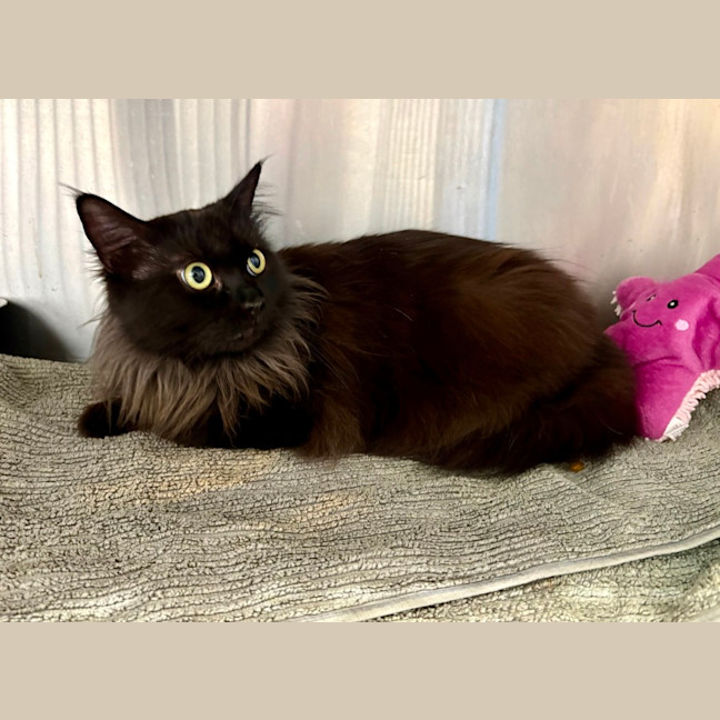 Photo of Swishy 