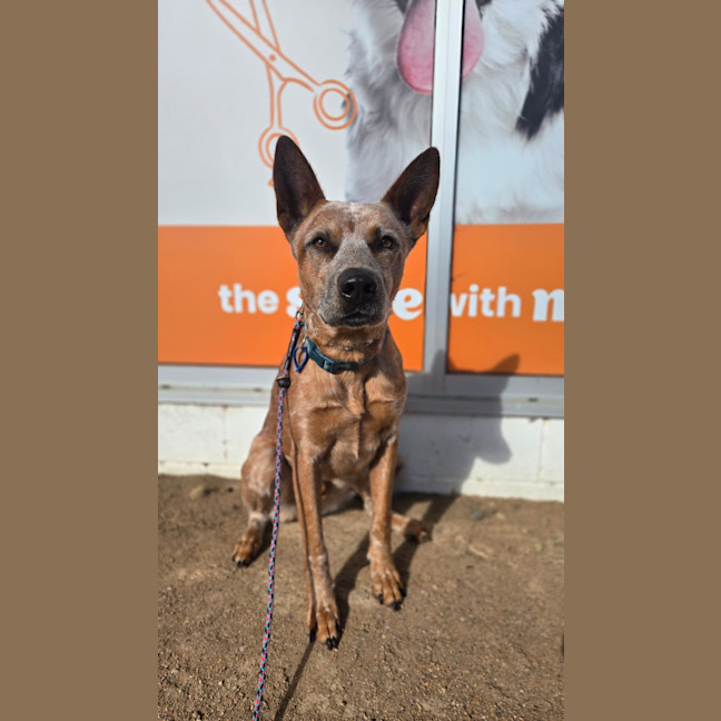 Photo of Chip
